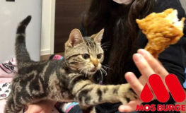 娱乐吃瓜小猫咪视频在线观看,小猫咪吃瓜视频，萌态十足，在线观看必笑