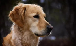 金毛siri娱乐吃瓜君,揭秘娱乐圈那些不为人知的幕后故事