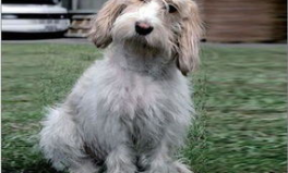 贝吉格里芬凡丁犬,快乐一族的起源与魅力